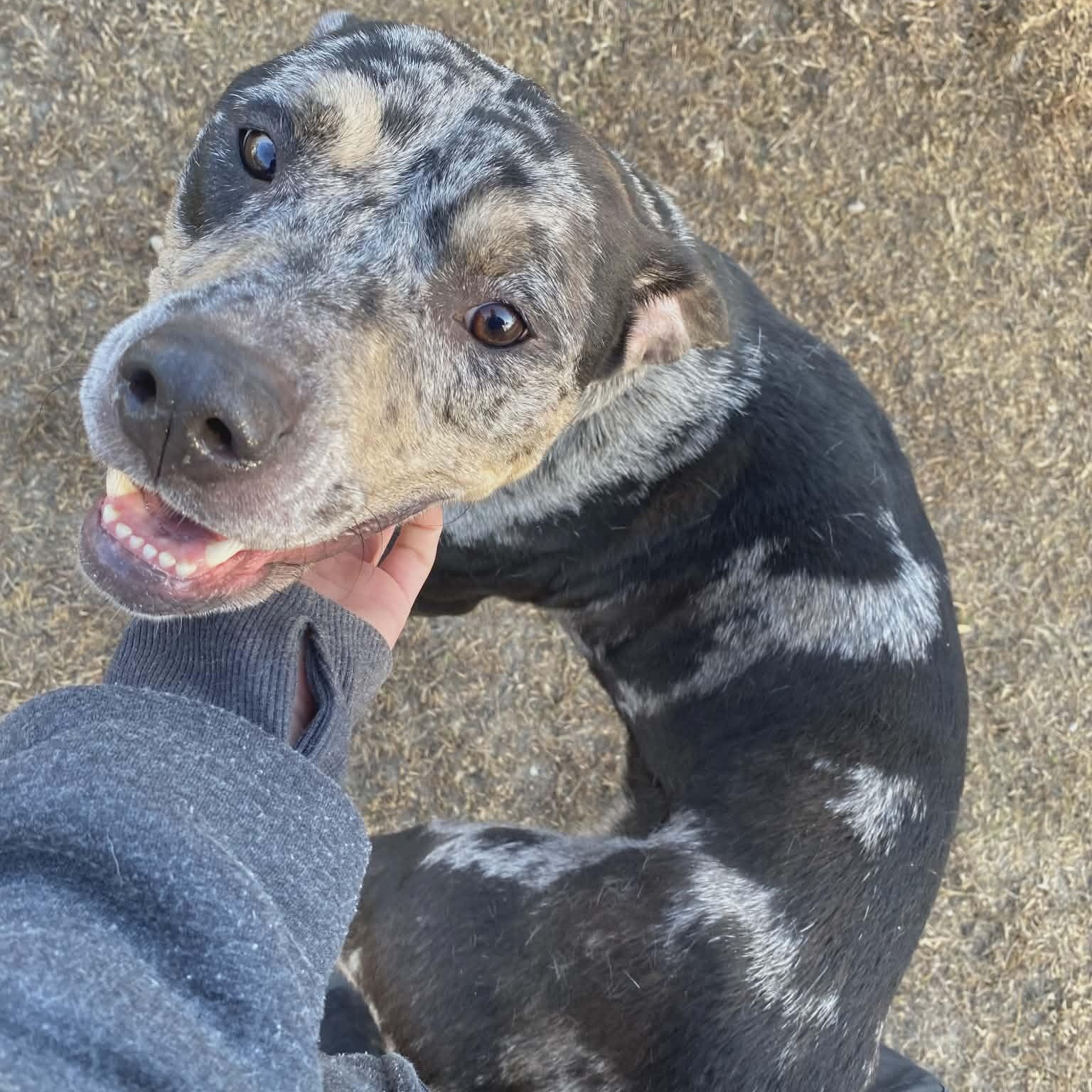 Enlarge Cece, a ADOPTABLE mixed breed in Bethlehem, PA image 6/6