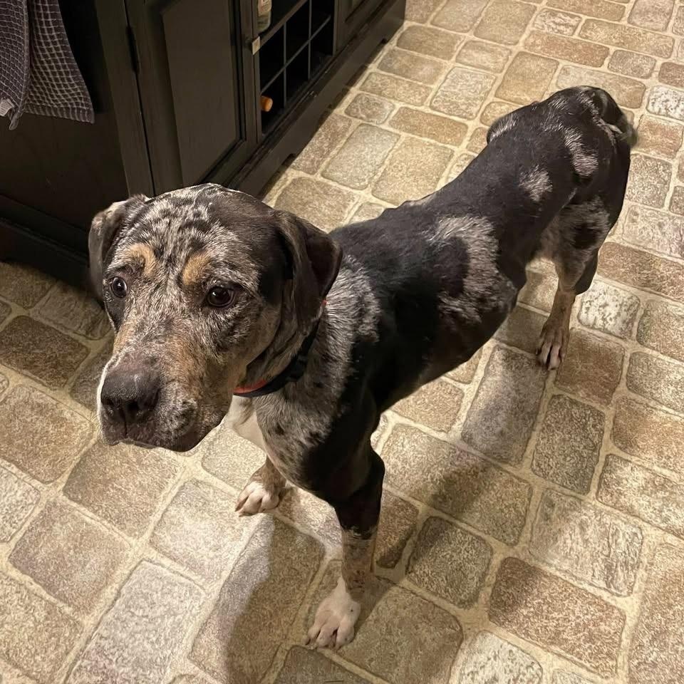 Enlarge Cece, an adopted mixed breed in Bethlehem, PA image 6/6