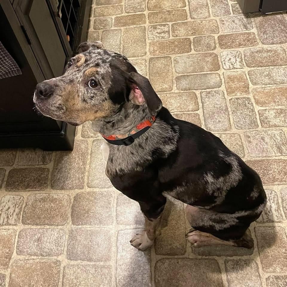 Enlarge Cece, an adopted mixed breed in Bethlehem, PA image 5/6