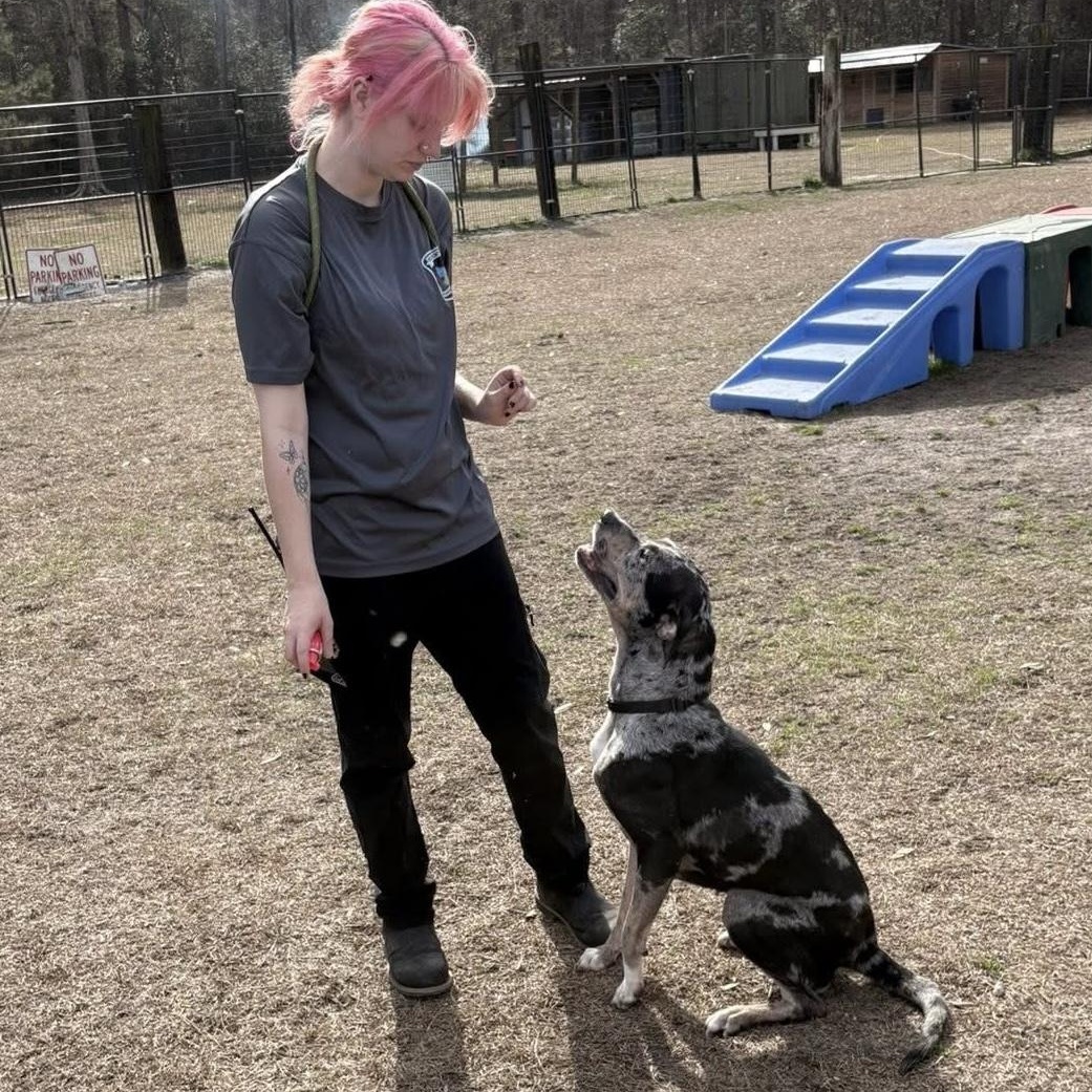 Enlarge Cece, a ADOPTABLE mixed breed in Bethlehem, PA image 3/6