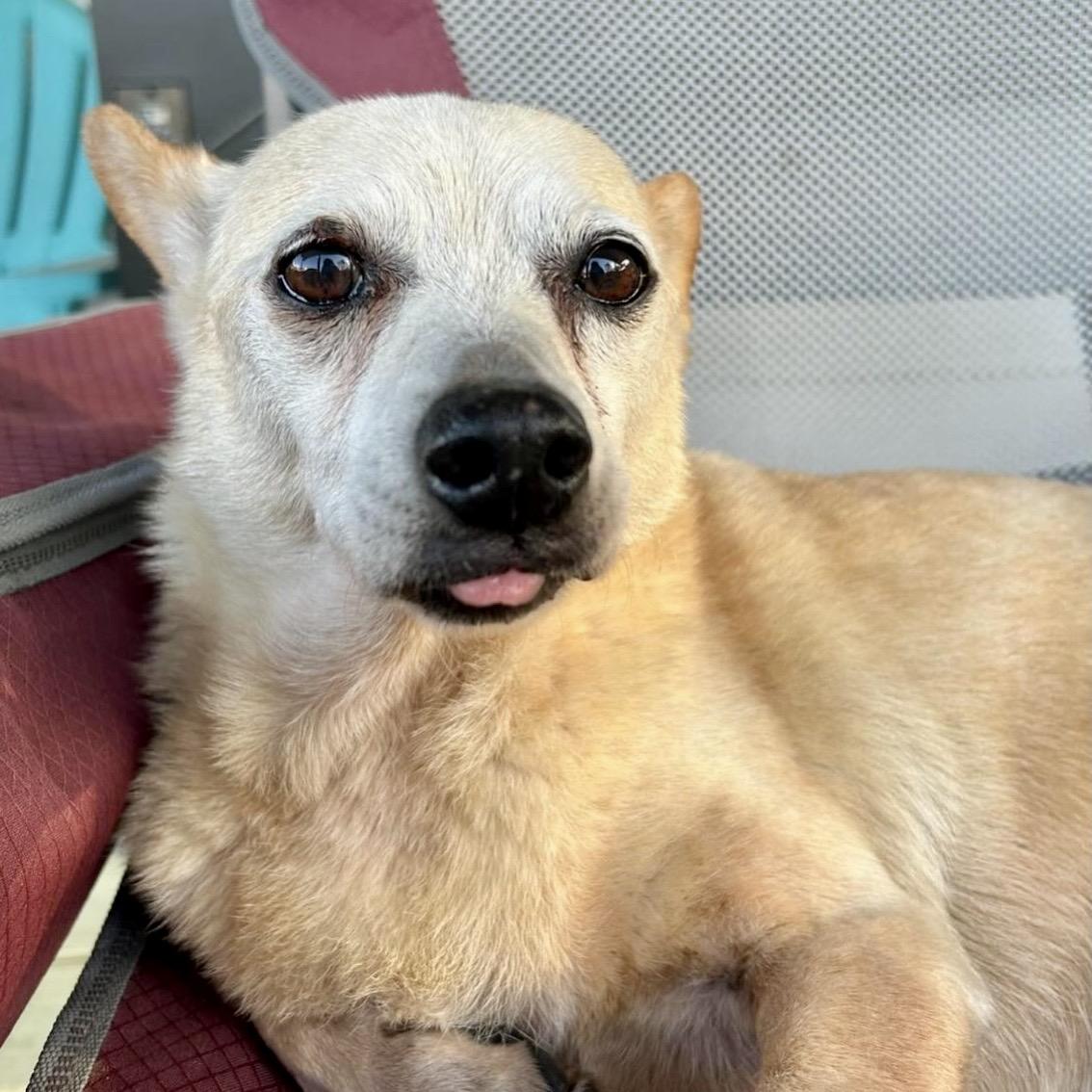 Enlarge Zondo, a ADOPTABLE mixed breed in Brooklyn, NY image 1/6