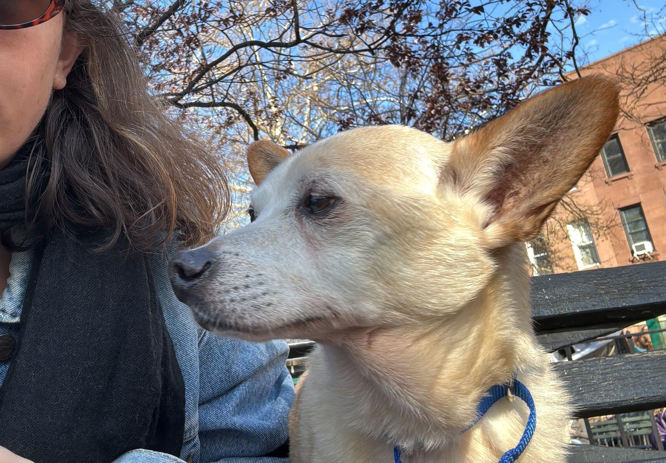 Enlarge Zondo, a ADOPTABLE mixed breed in Brooklyn, NY image 4/6