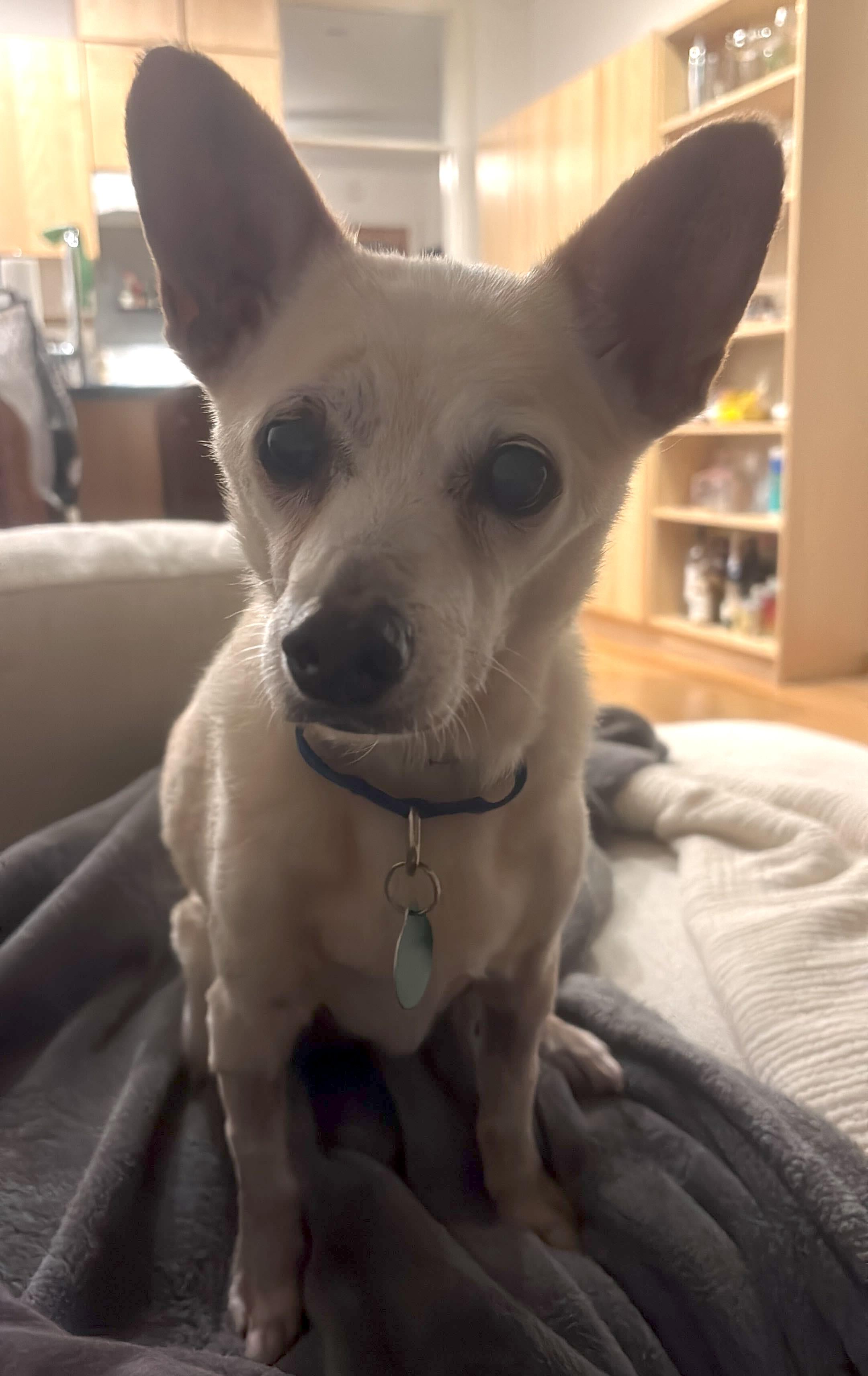 Enlarge Zondo, a ADOPTABLE mixed breed in Brooklyn, NY image 6/6