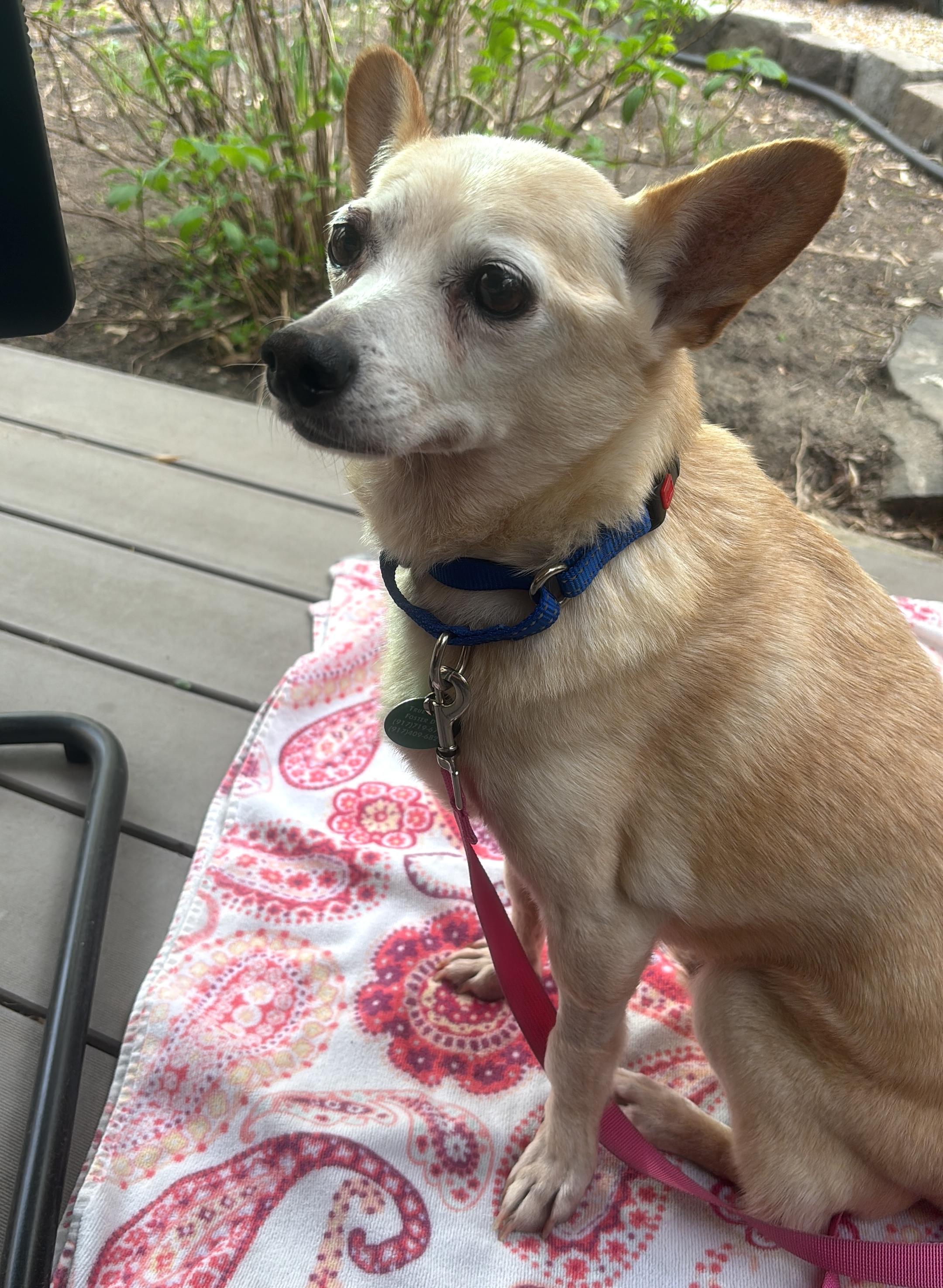 Enlarge Zondo, a ADOPTABLE mixed breed in Brooklyn, NY image 2/6