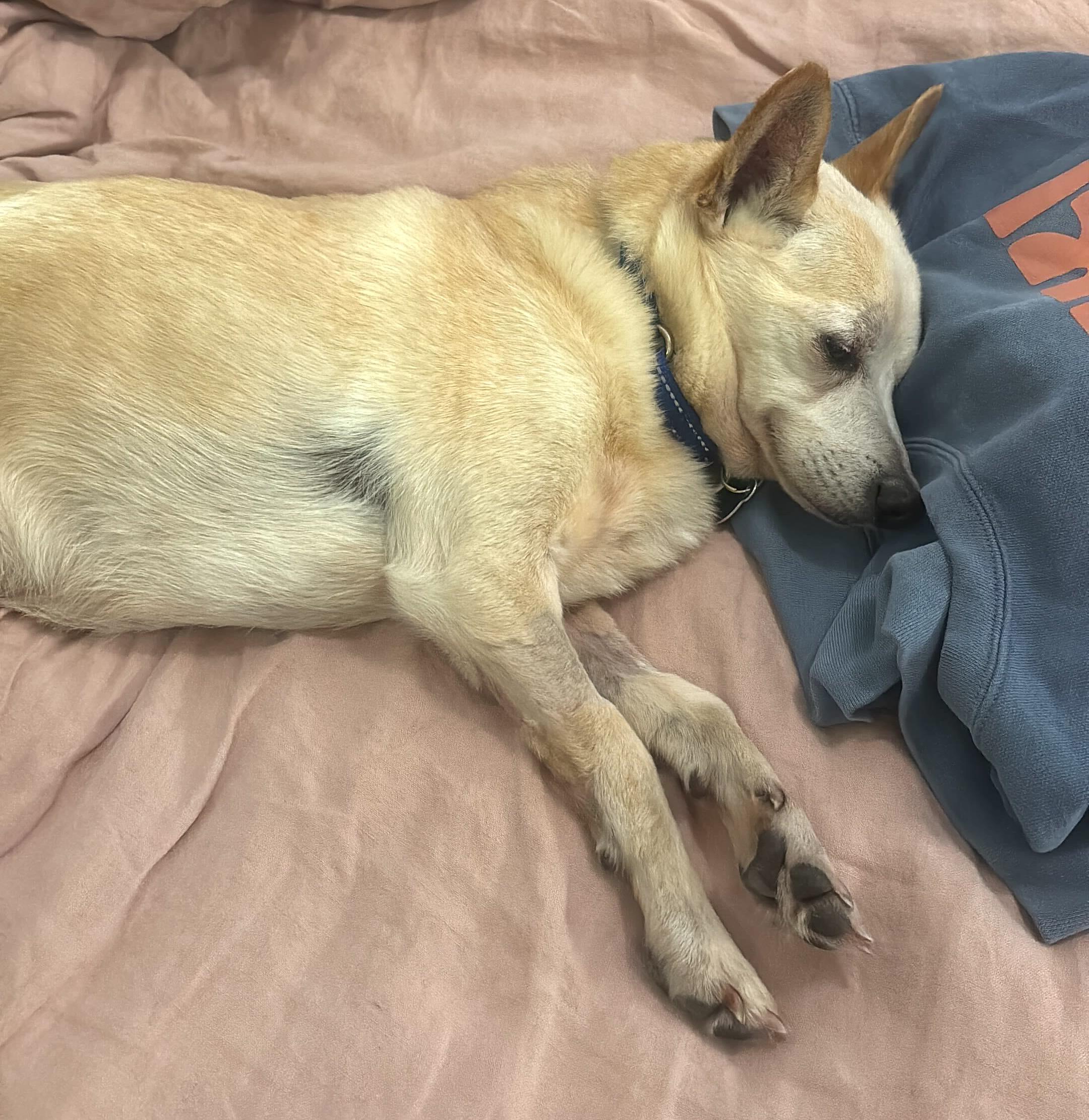Enlarge Zondo, a ADOPTABLE mixed breed in Brooklyn, NY image 3/6