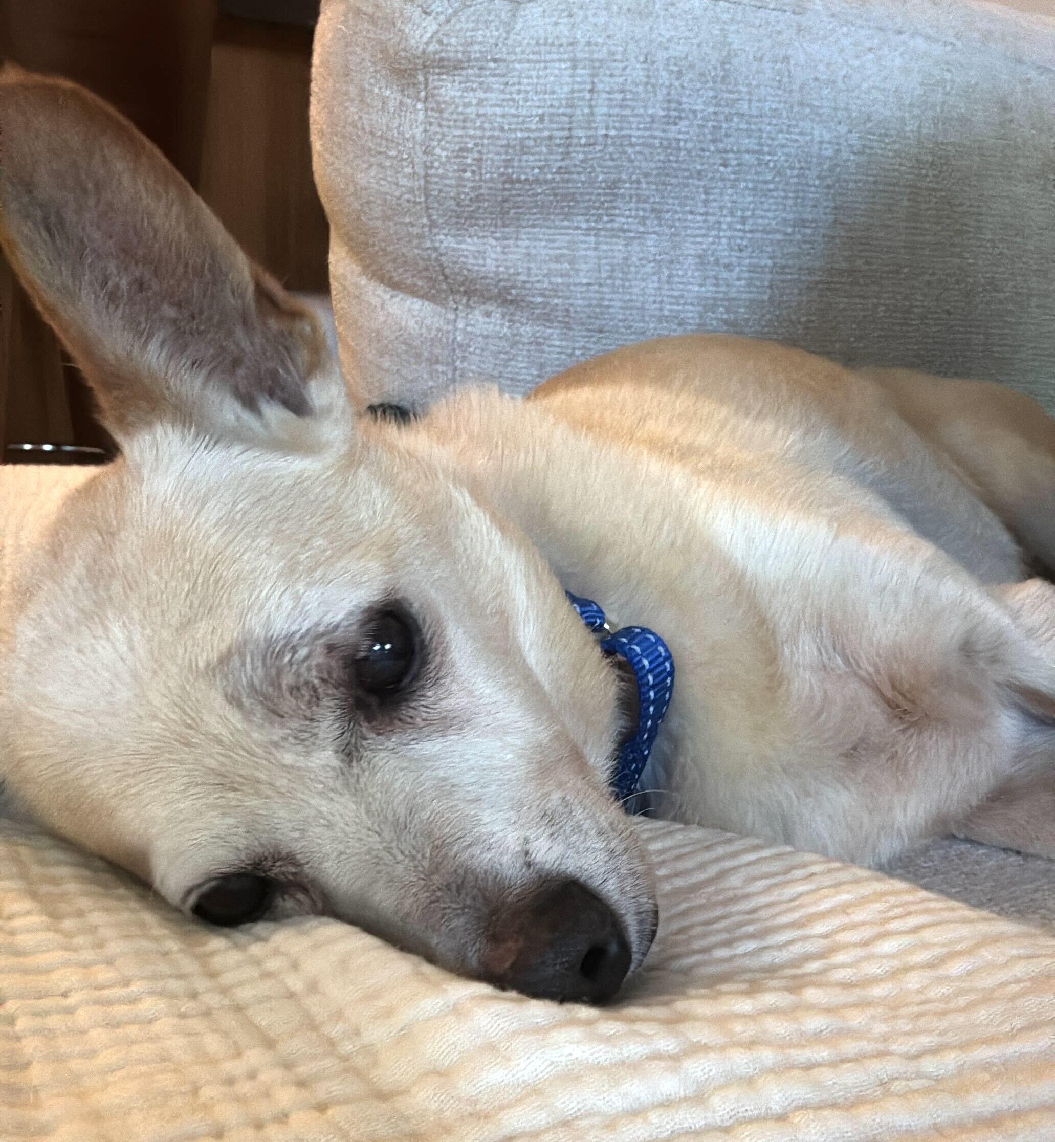 Enlarge Zondo, a ADOPTABLE mixed breed in Brooklyn, NY image 5/6