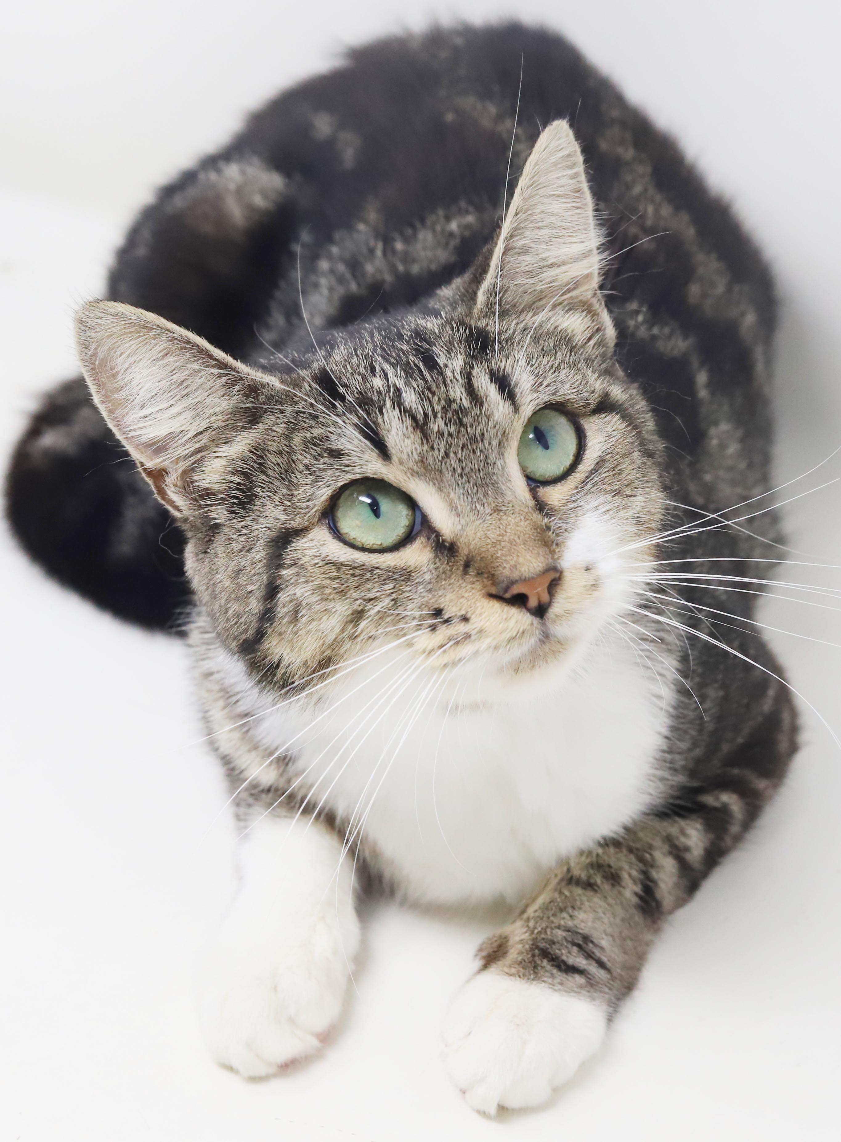 Enlarge Cha Cha is our momma snuggle bug - WHAT A STORY - THERAPY sweet, a Adoptable mixed breed in Bedford Hills, NY image 4/6