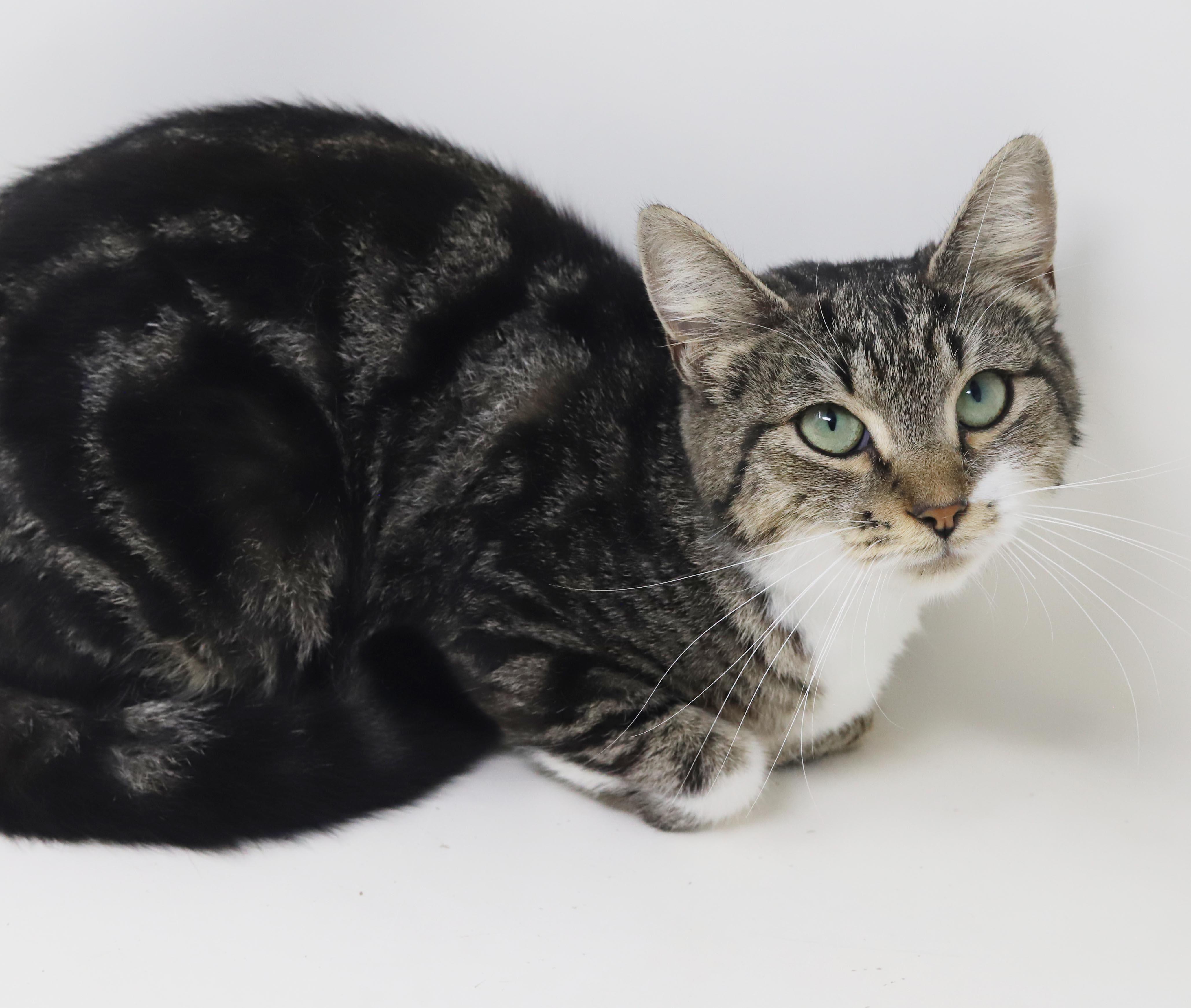 Enlarge Cha Cha is our momma snuggle bug - WHAT A STORY - THERAPY sweet, a Adoptable mixed breed in Bedford Hills, NY image 3/6