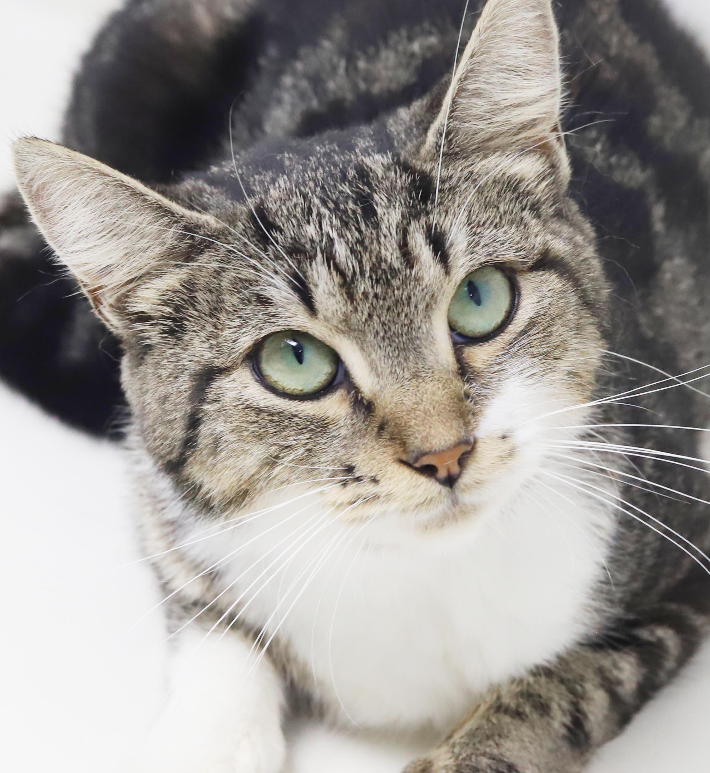 Cha Cha is our momma snuggle bug - WHAT A STORY - THERAPY sweet, Adoptable, Young Female Bengal & Turkish Van.
