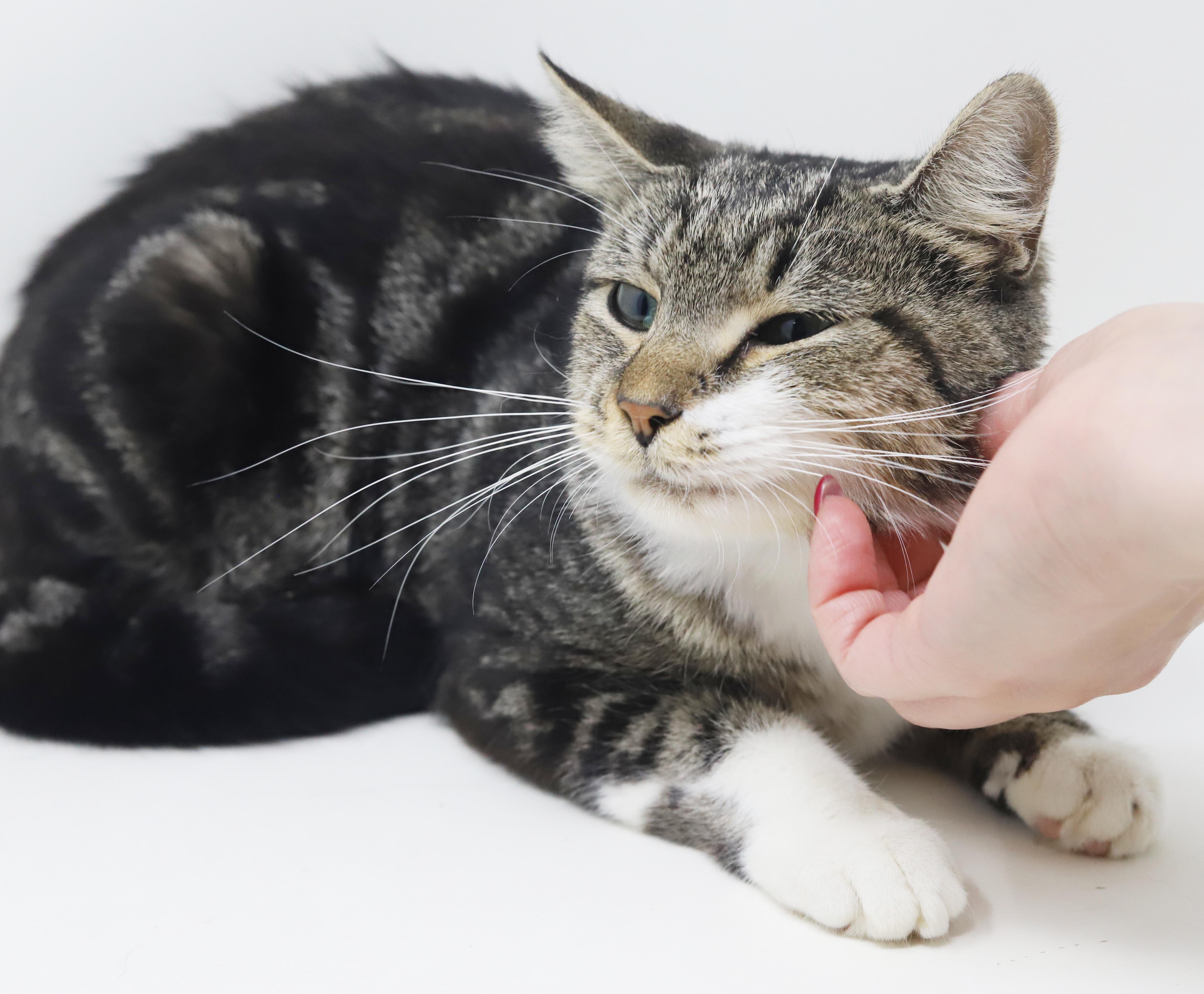 Enlarge Cha Cha is our momma snuggle bug - WHAT A STORY - THERAPY sweet, a Adoptable mixed breed in Bedford Hills, NY image 6/6