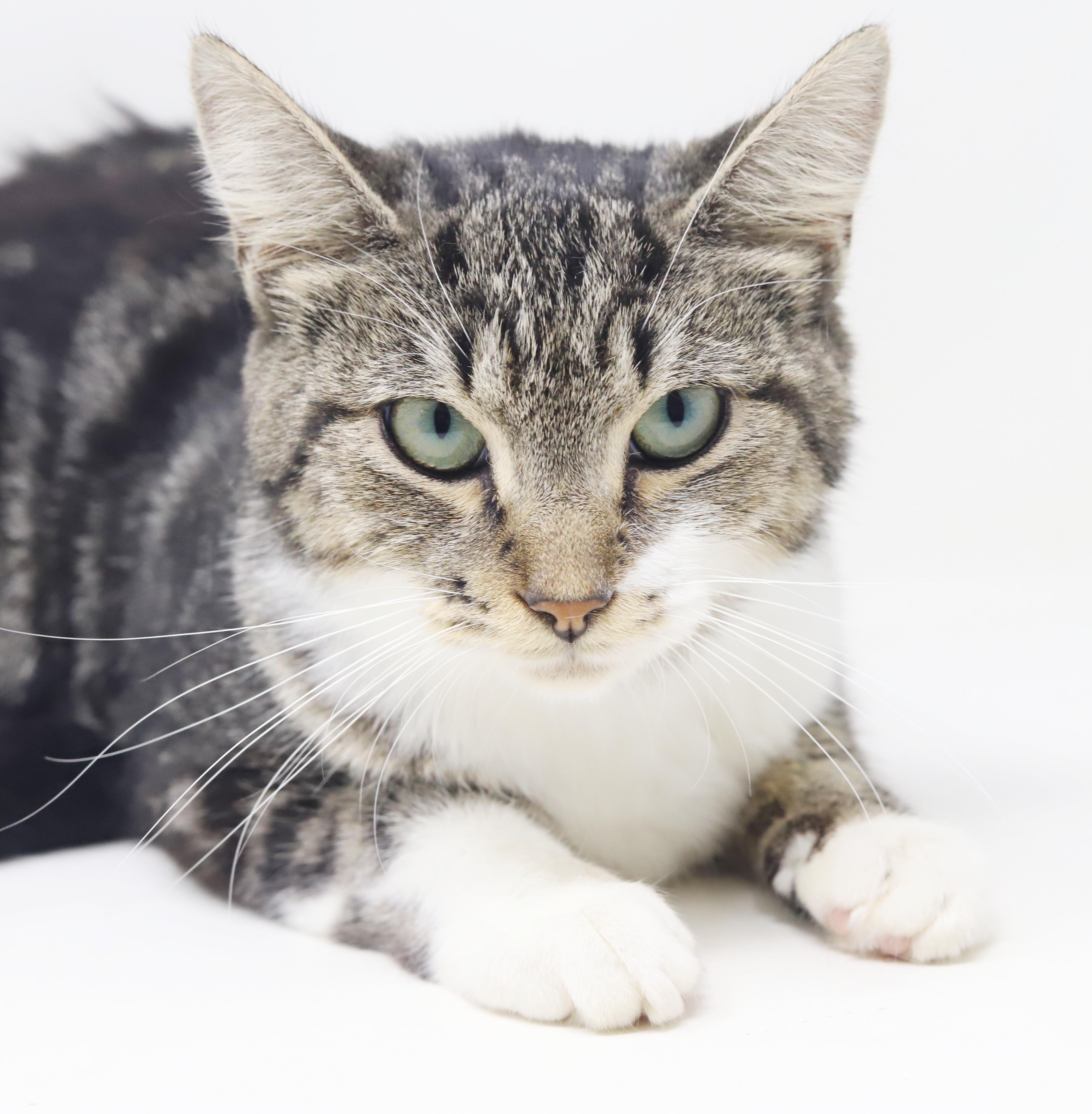 Enlarge Cha Cha is our momma snuggle bug - WHAT A STORY - THERAPY sweet, a Adoptable mixed breed in Bedford Hills, NY image 5/6