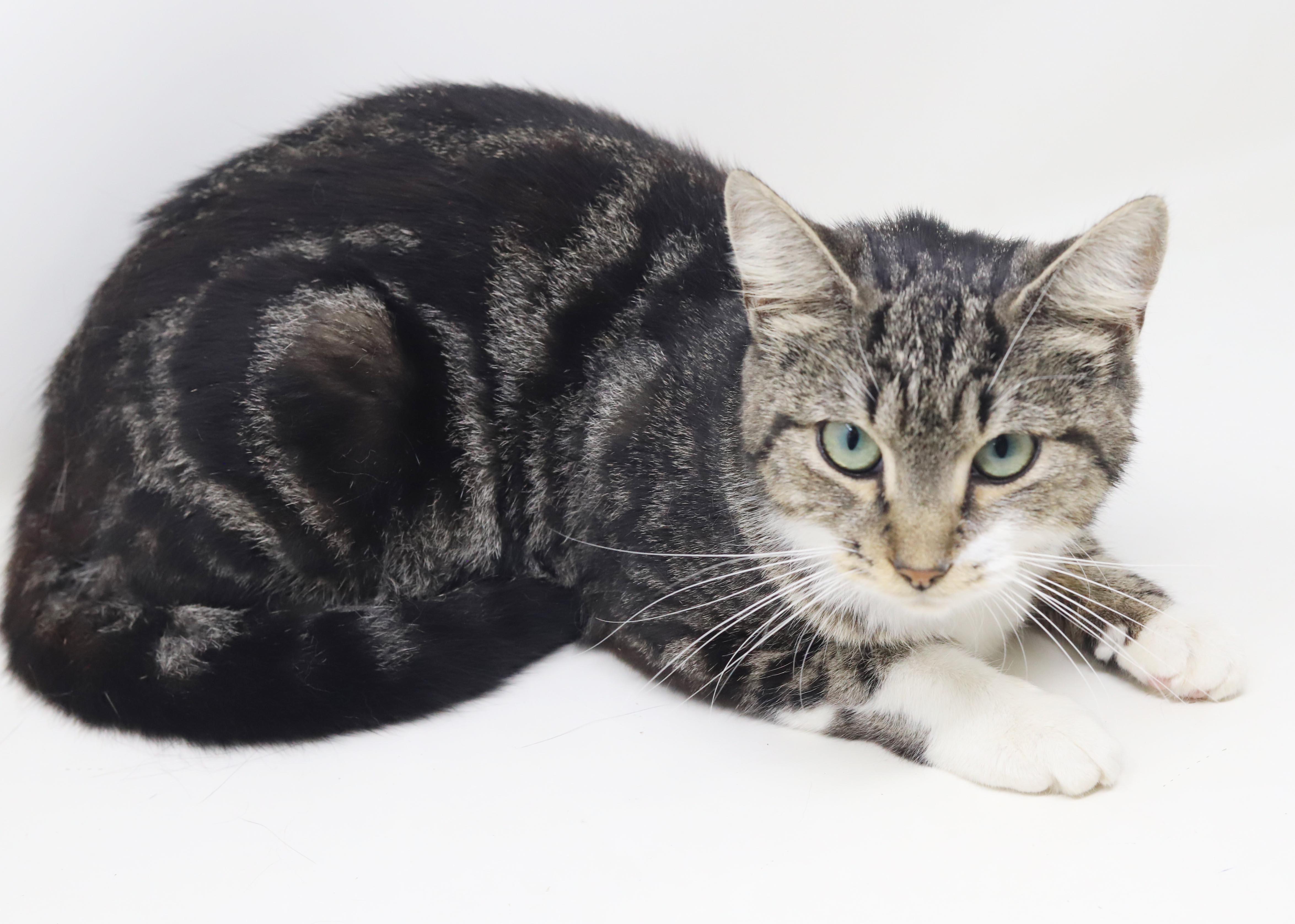 Enlarge Cha Cha is our momma snuggle bug - WHAT A STORY - THERAPY sweet, a Adoptable mixed breed in Bedford Hills, NY image 2/6