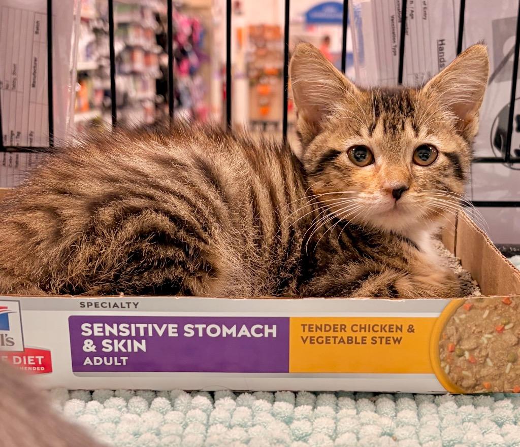Stein, Adoptable, Kitten Female Domestic Short Hair.
