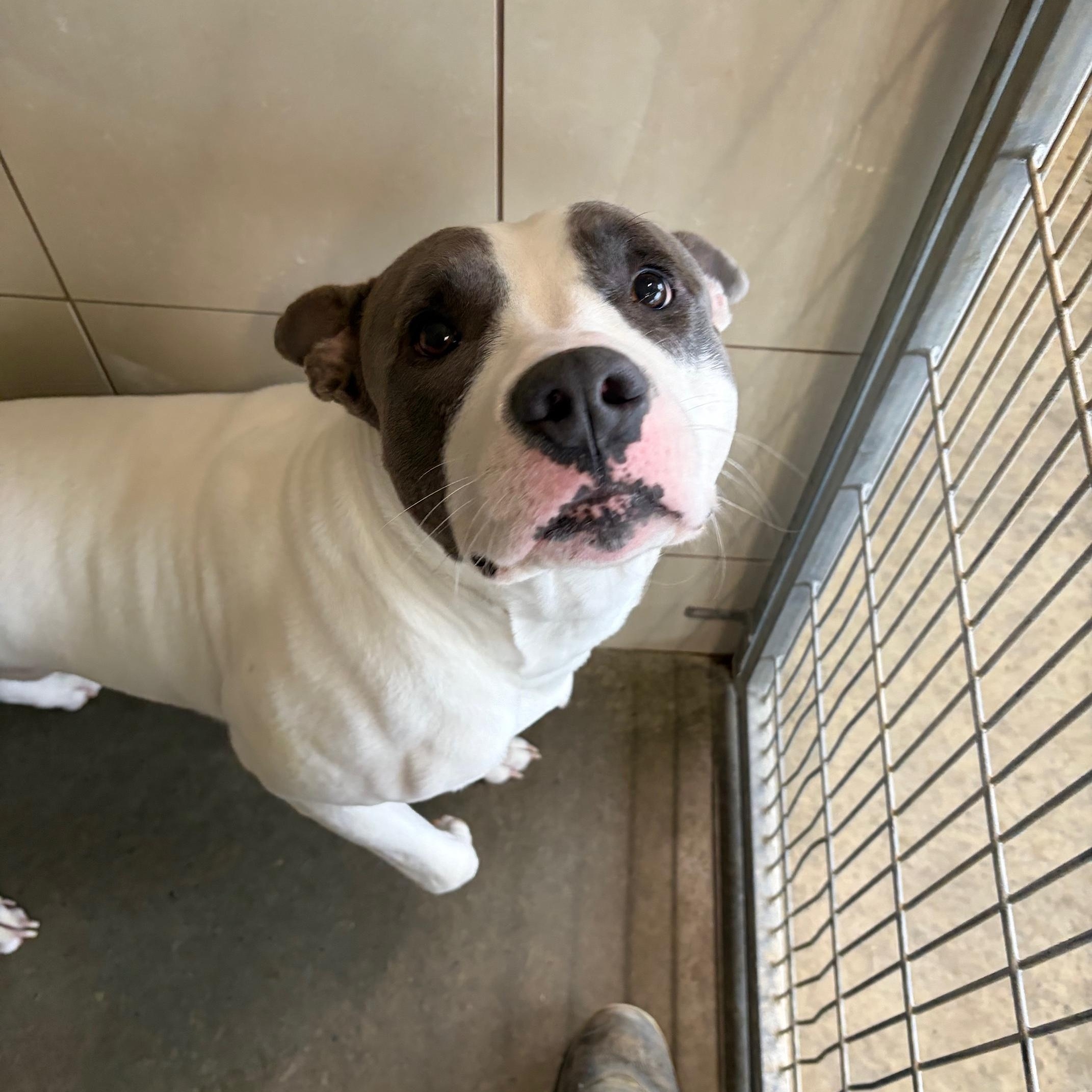 Enlarge Patrick, an adoptable mixed breed in Seneca, PA image 1/1