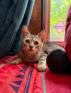 Enlarge Dragon, an adopted Domestic Short Hair in Everett, WA image 2/2