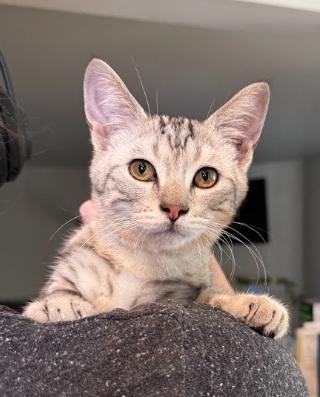 Dragon, adopted, Kitten Male Domestic Short Hair.