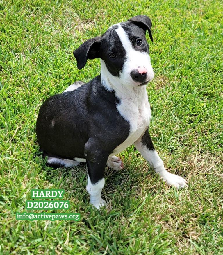 Hardy, Adoptable, Puppy Male Mixed Breed.