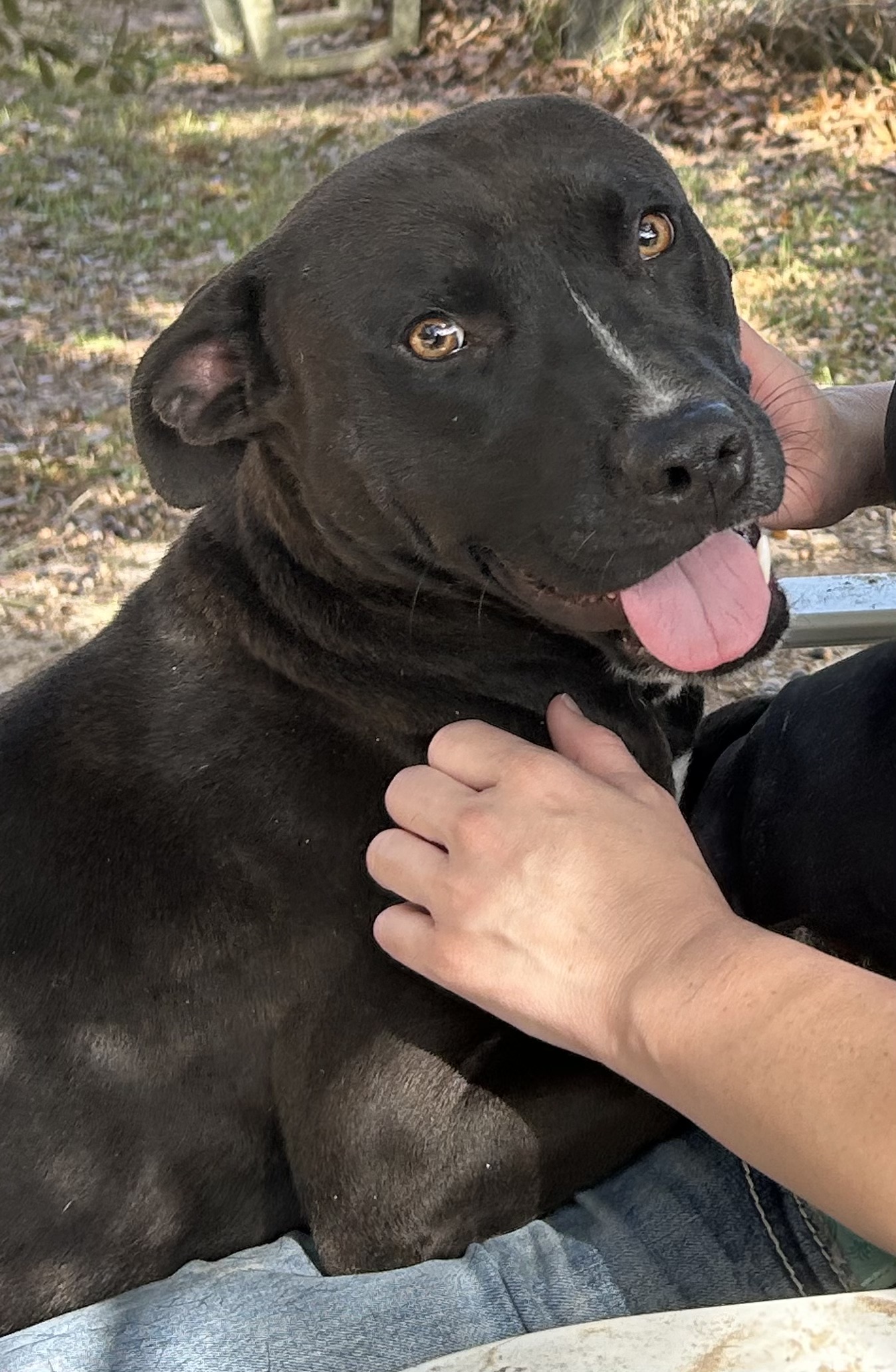 Troy, Adoptable, Adult Male Black Labrador Retriever.