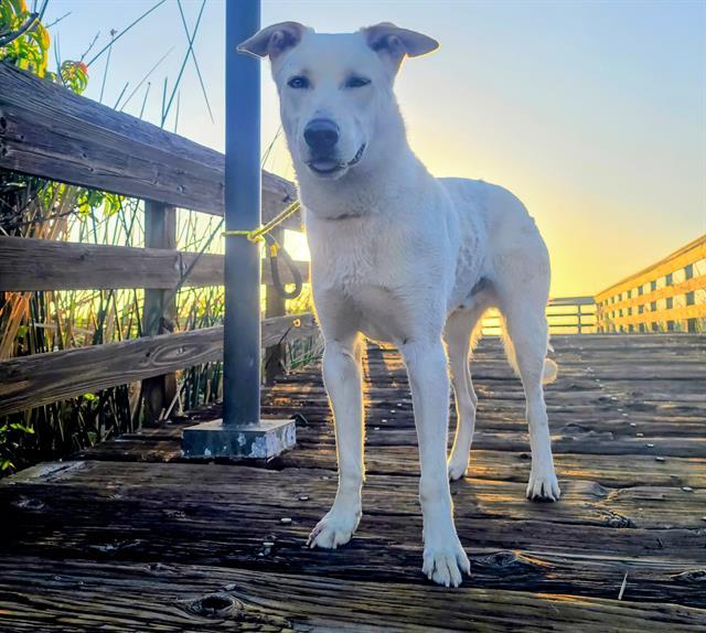 LAIDBACK LUKE, Adoptable, Adult Male German Shepherd Dog.