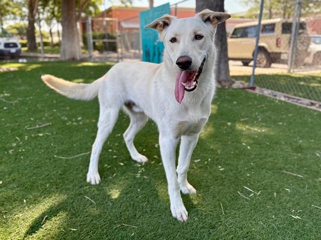 Enlarge LAIDBACK LUKE, a Adoptable German Shepherd Dog in Antioch, CA image 1/1