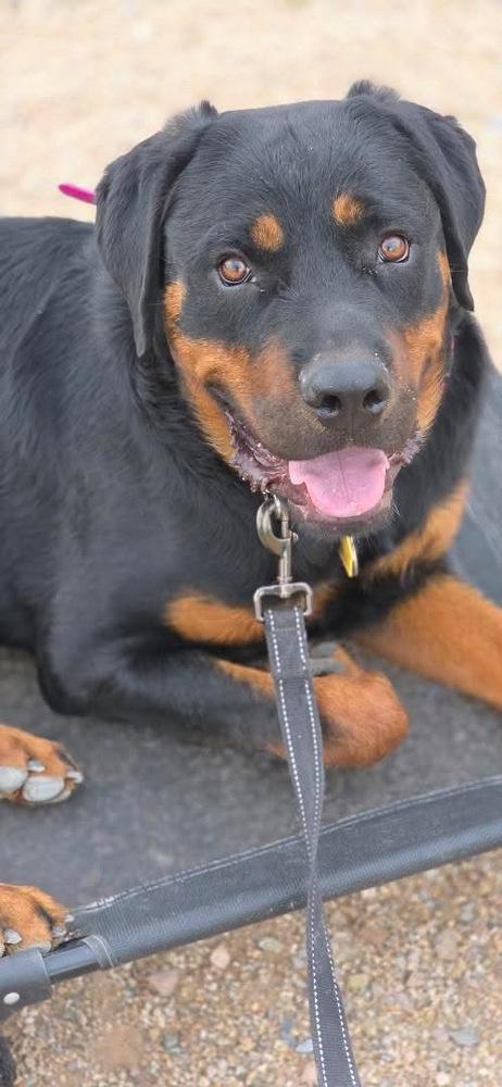 Wavey, Adoptable, Young Male Rottweiler.