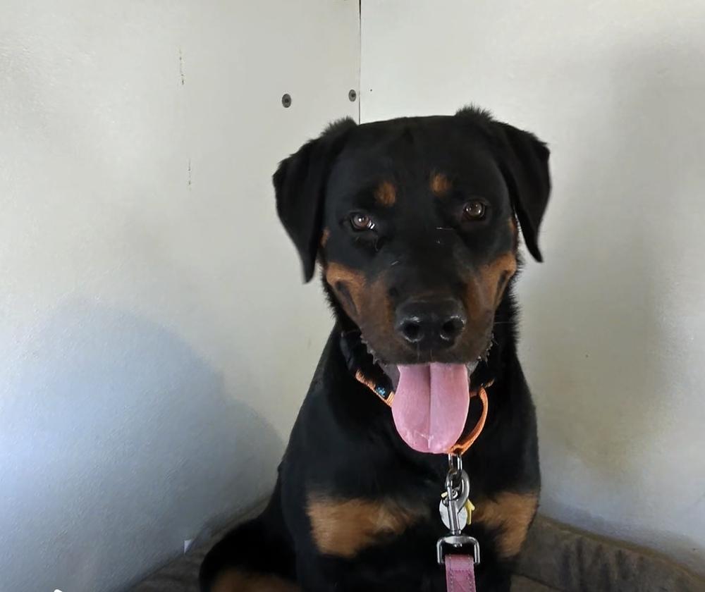 Enlarge Wavey, a Adoptable Rottweiler in Gilbert, AZ image 2/5