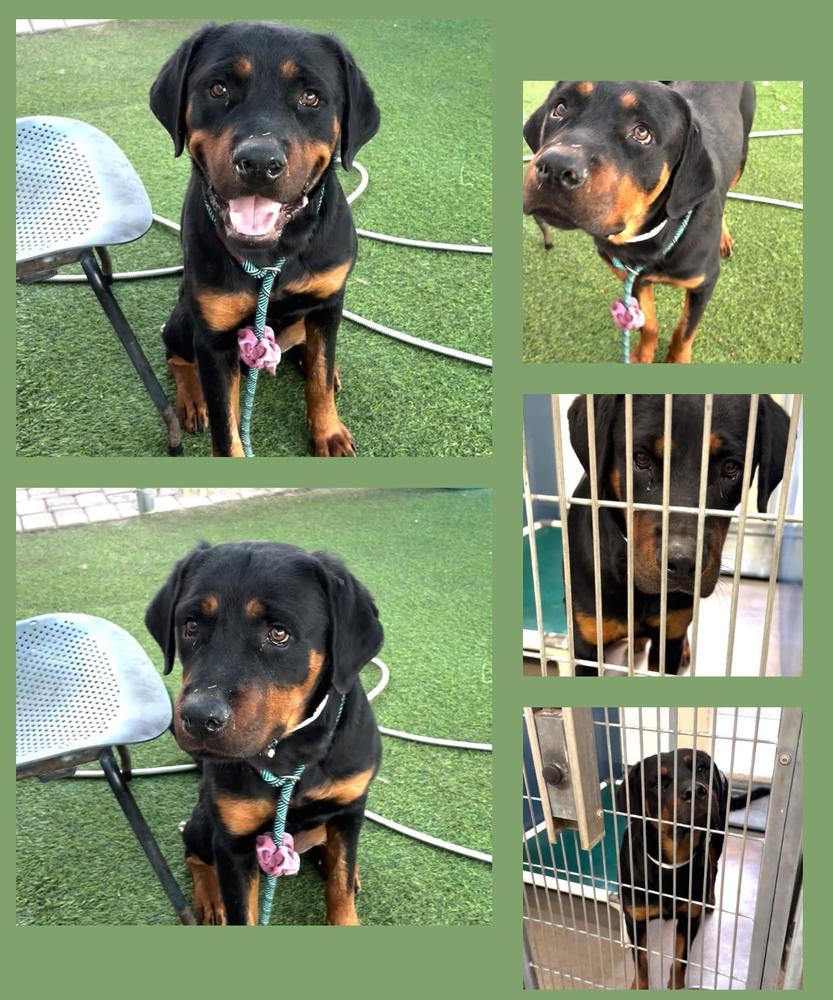Enlarge Wavey, a Adoptable Rottweiler in Gilbert, AZ image 3/5