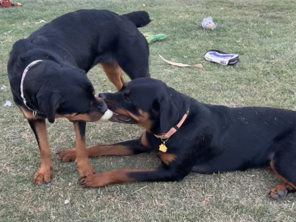 Enlarge Wavey, a Adoptable Rottweiler in Gilbert, AZ image 1/3