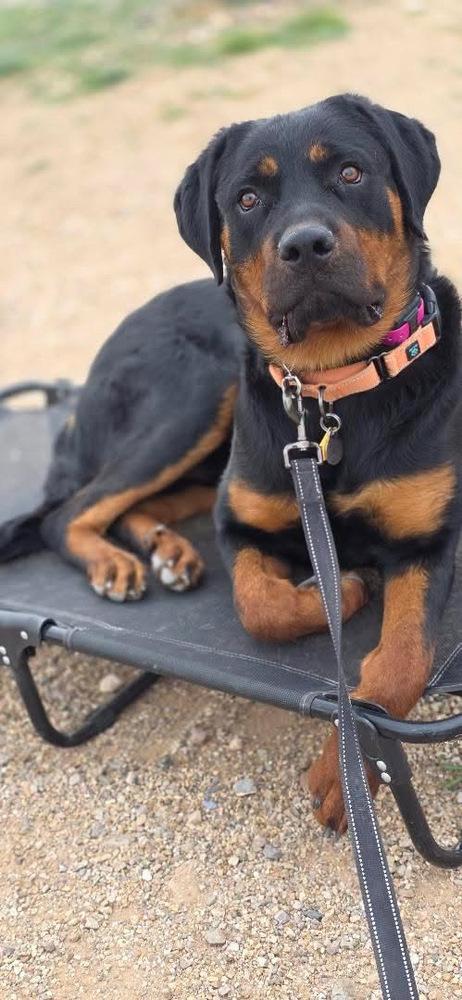 Enlarge Wavey, a Adoptable Rottweiler in Gilbert, AZ image 4/5