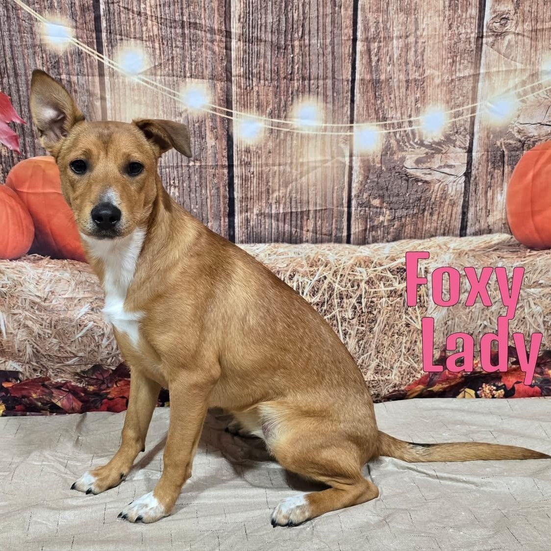 Foxy Lady, Adoptable, Puppy Female Mixed Breed.