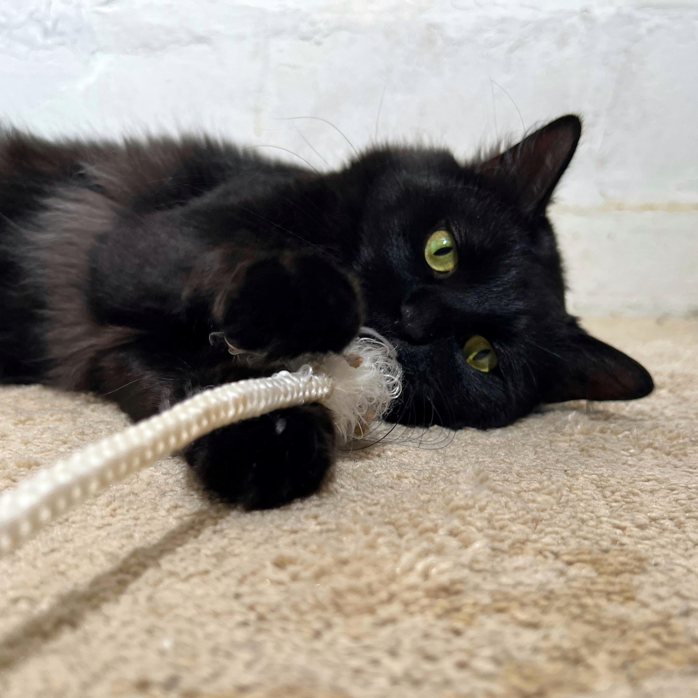 Stevie (FeLV+), a Adoptable Domestic Long Hair in Sun Prairie , WI image 5/6