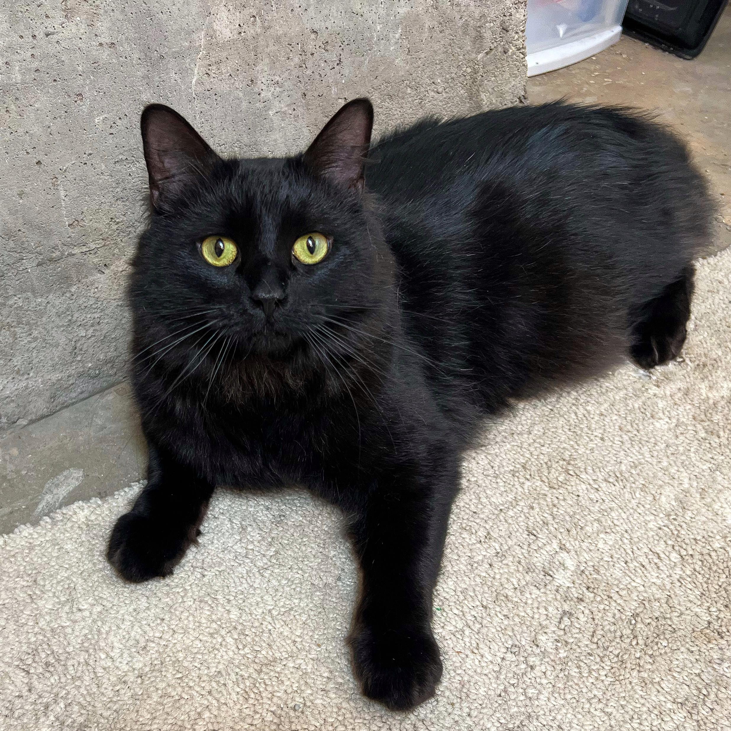 Stevie (FeLV+), a Adoptable Domestic Long Hair in Sun Prairie , WI image 6/6
