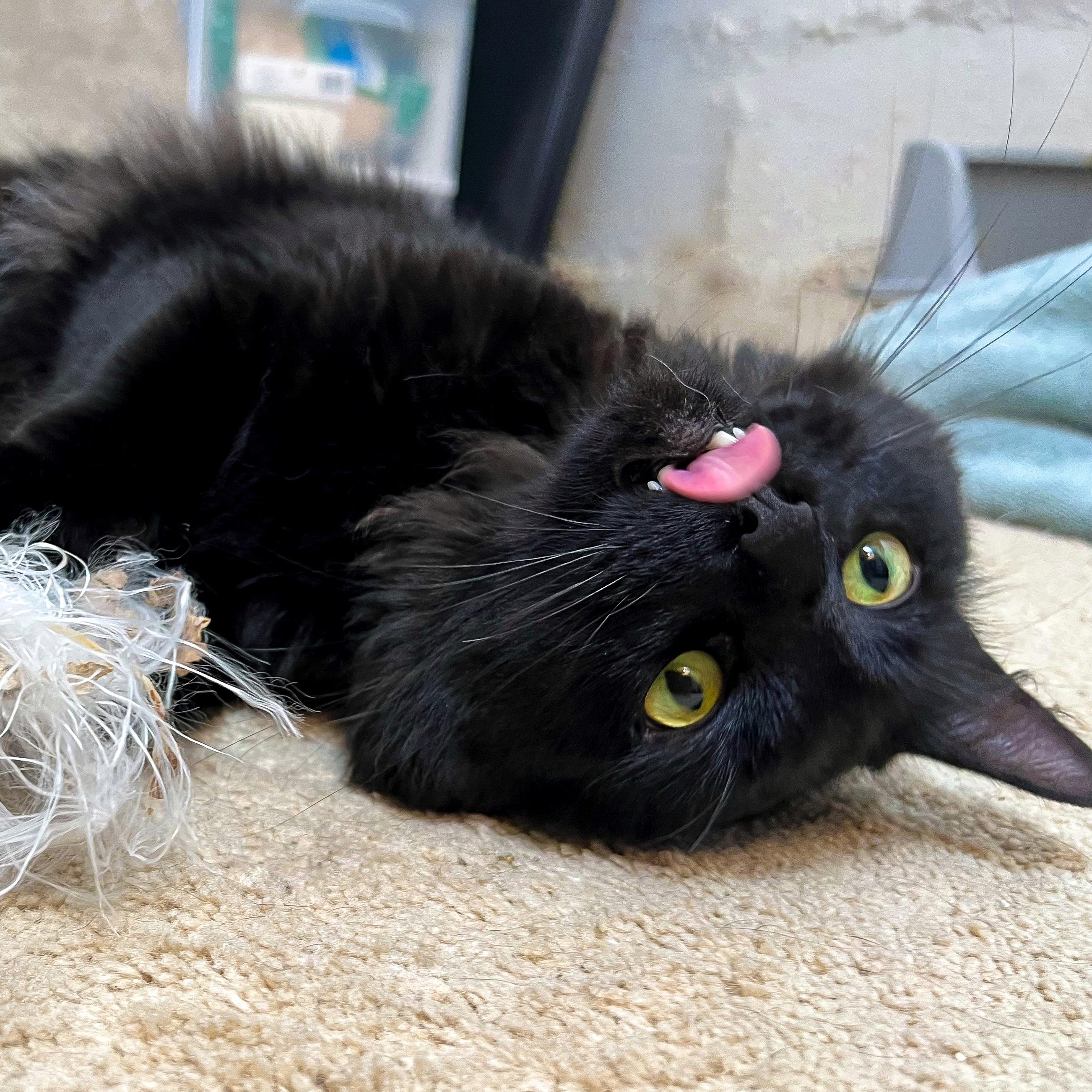 Stevie (FeLV+), a Adoptable Domestic Long Hair in Sun Prairie , WI image 3/6