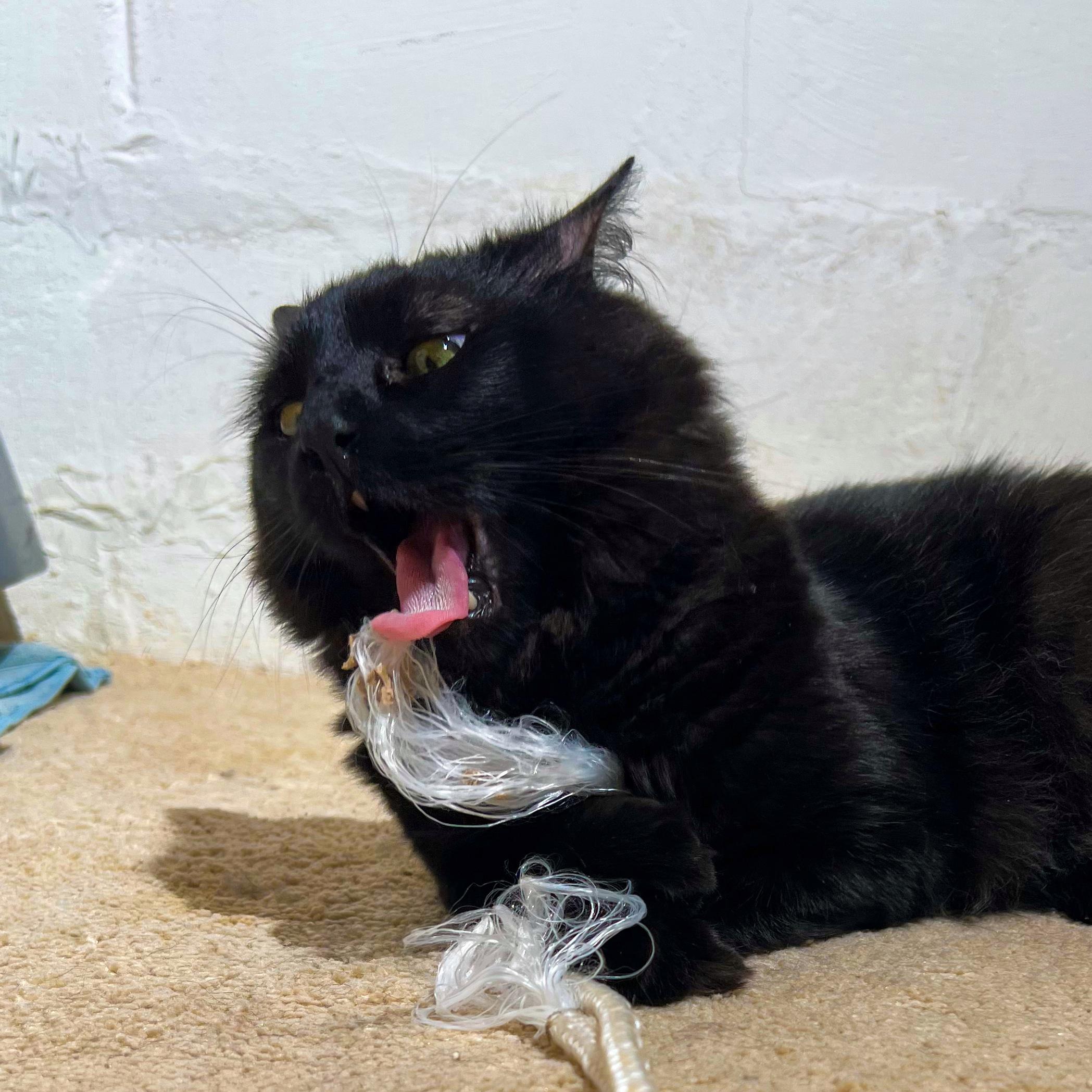 Stevie (FeLV+), a Adoptable Domestic Long Hair in Sun Prairie , WI image 2/6