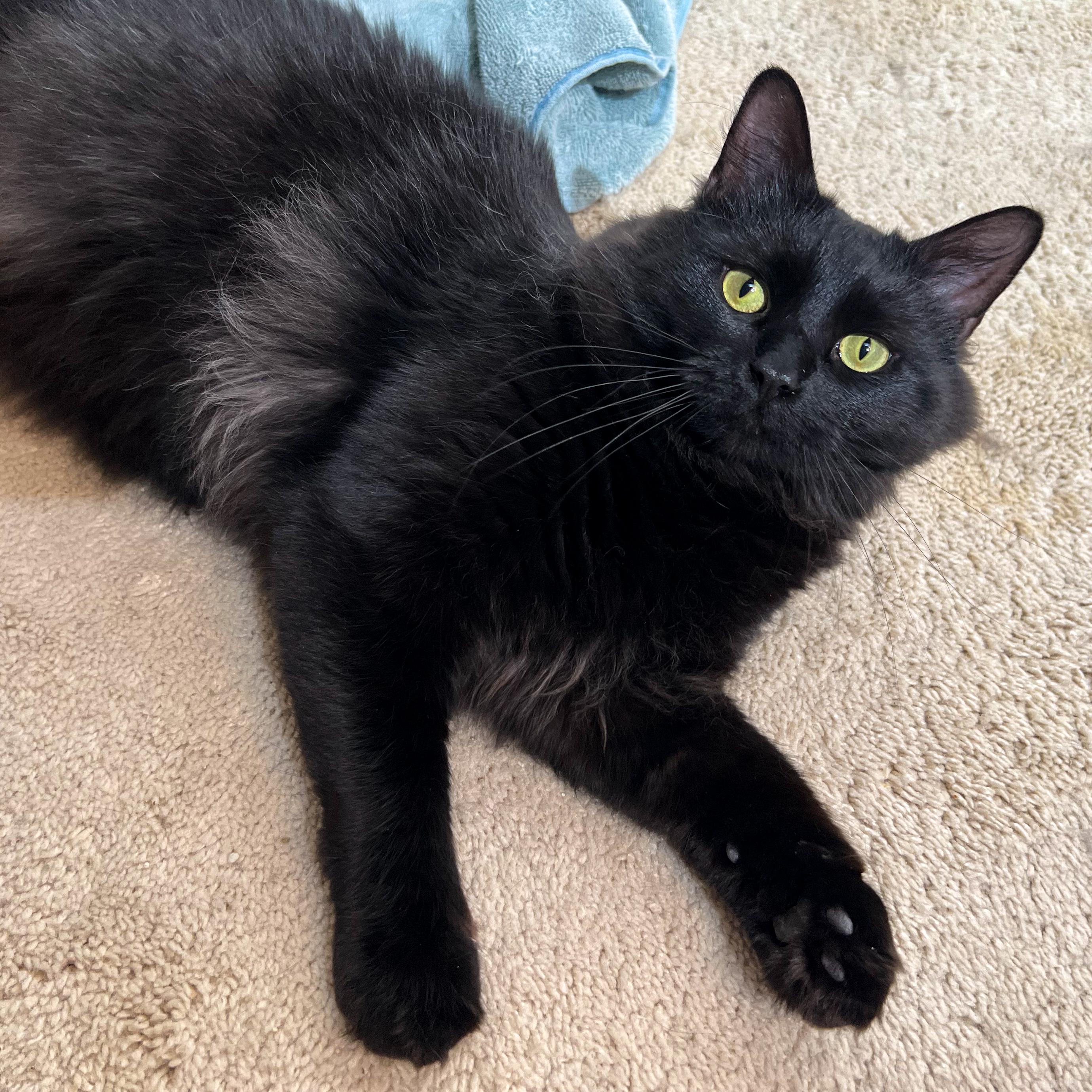 Stevie (FeLV+), Adoptable, Young Male Domestic Long Hair.