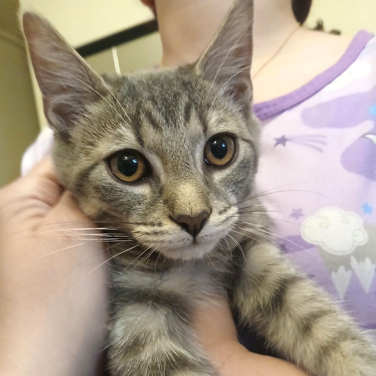 Dallas, a ADOPTABLE Domestic Short Hair in West Orange, NJ image 1/2