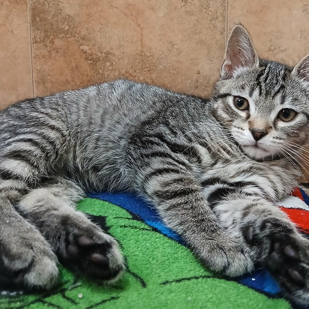 Dallas, a ADOPTABLE Domestic Short Hair in West Orange, NJ image 2/2