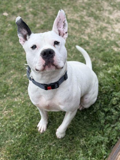 Icee, Adoptable, Adult Male Mixed Breed & Mixed Breed.