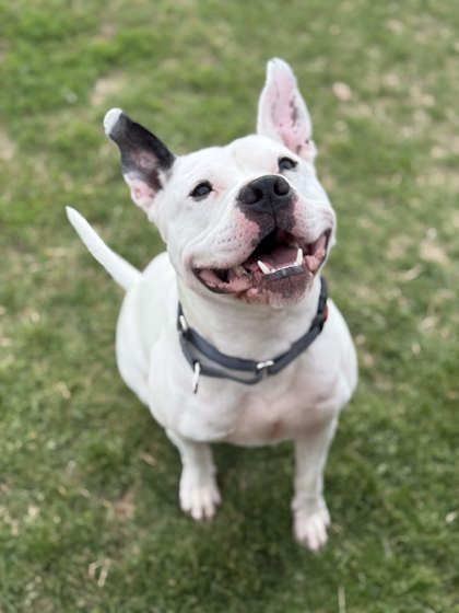 Enlarge Icee, a Adoptable mixed breed in Memphis, TN image 2/3