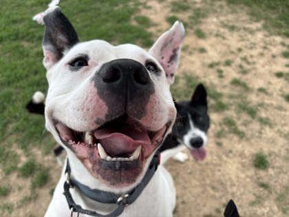 Enlarge Icee, a Adoptable mixed breed in Memphis, TN image 3/3