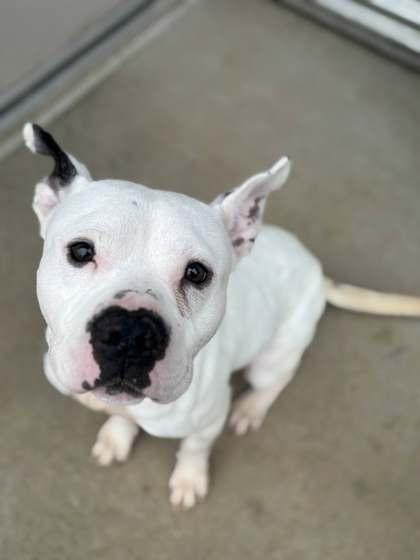 Icee, a Adoptable mixed breed in Memphis, TN image 2/3