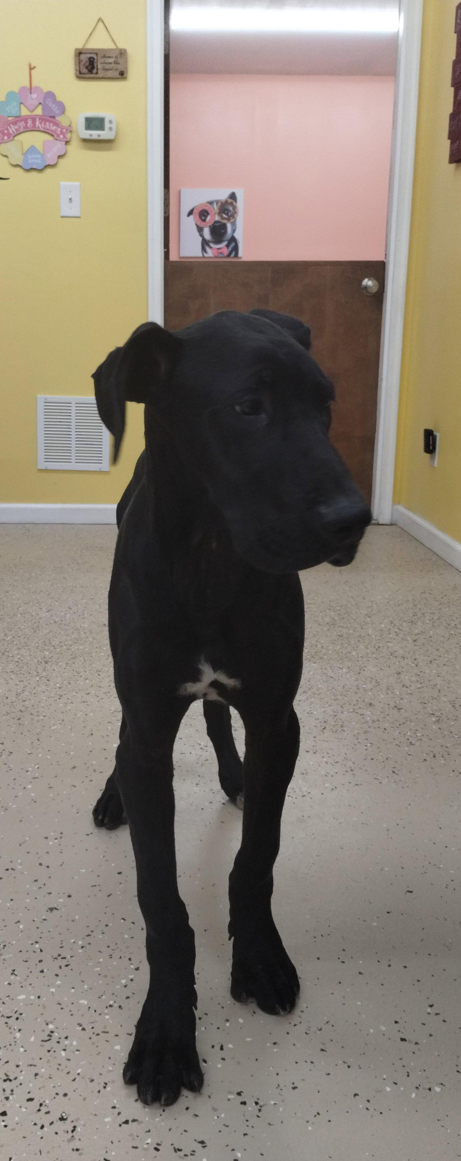 Dubby, Adoptable, Puppy Male Great Dane.