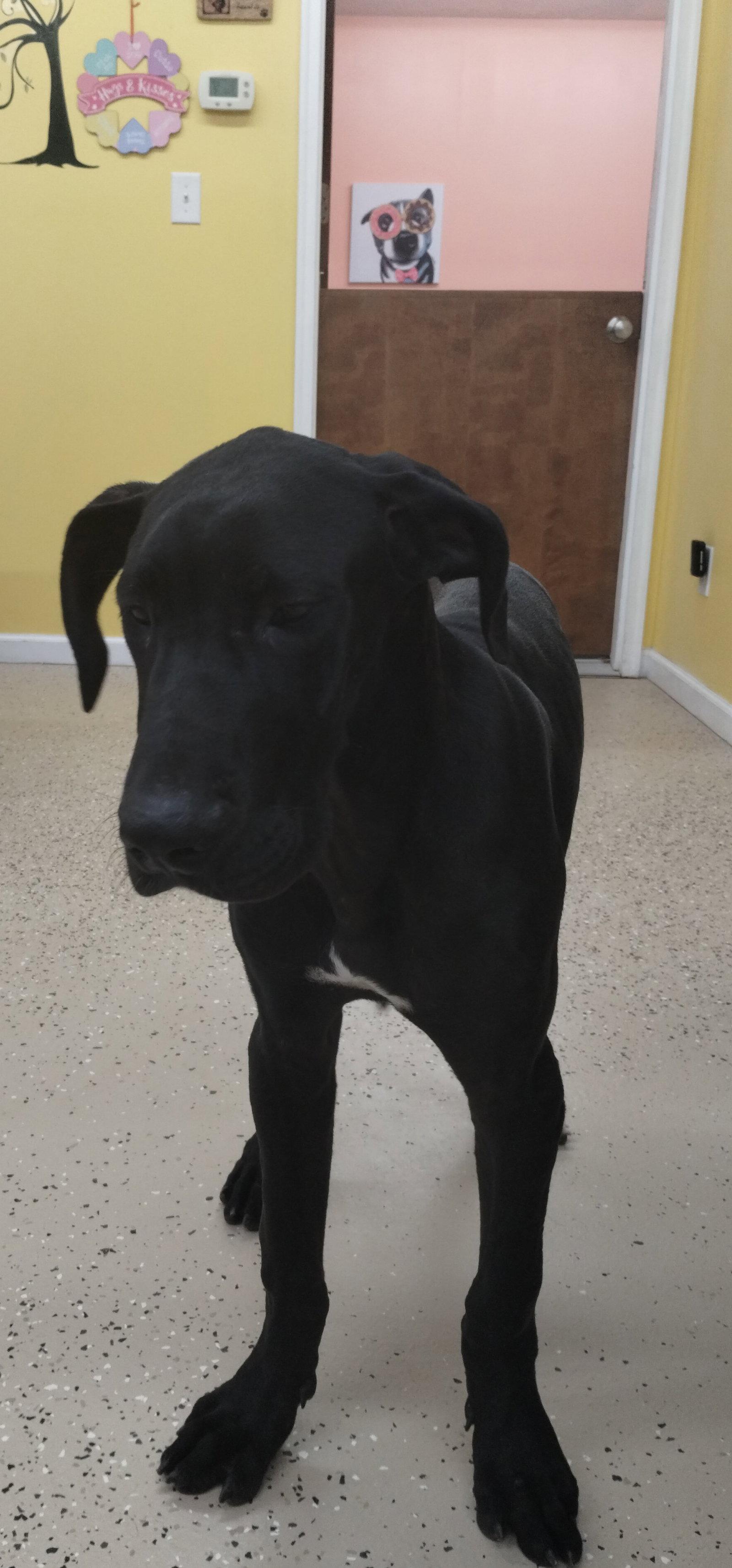 Dubby, a Adoptable Great Dane in York, SC image 2/3