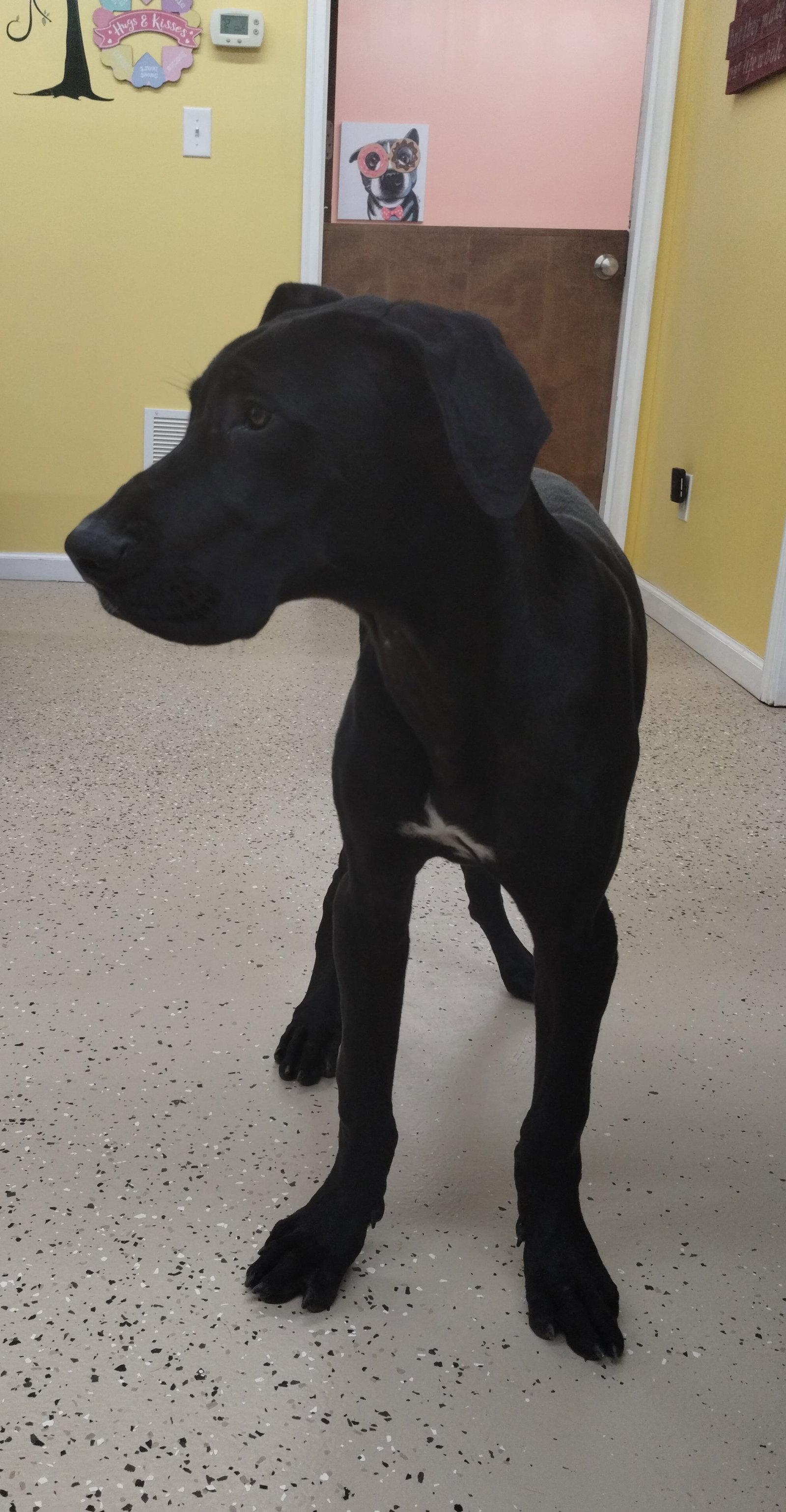 Dubby, a Adoptable Great Dane in York, SC image 3/3