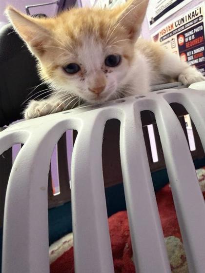Spice*, Adoptable, Kitten Female Domestic Short Hair.