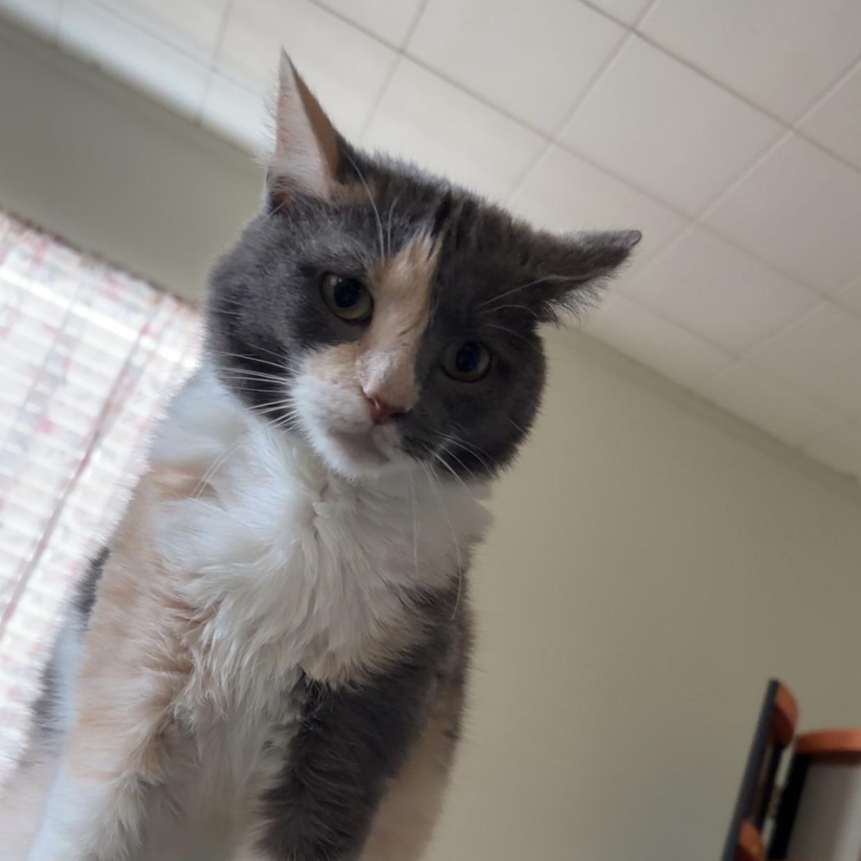Enlarge Finn, a Adoptable Domestic Long Hair in Grand Junction, CO image 2/6
