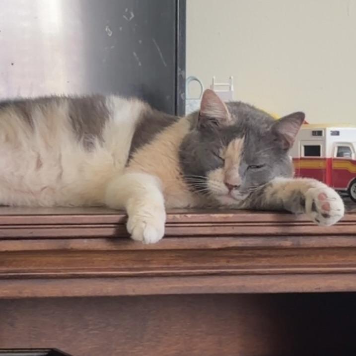 Enlarge Finn, a Adoptable Domestic Long Hair in Grand Junction, CO image 5/6