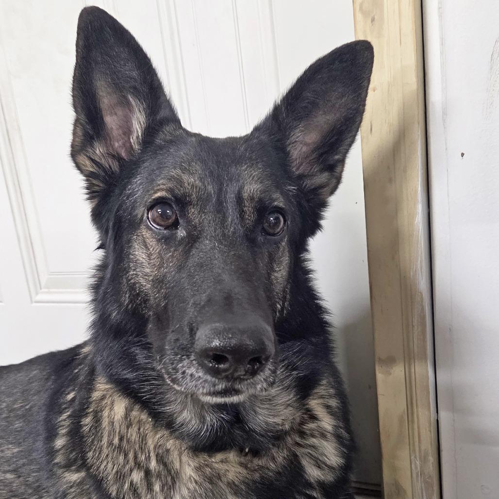 Enlarge Denali, a Adoptable German Shepherd Dog in Van Horne, IA image 2/6