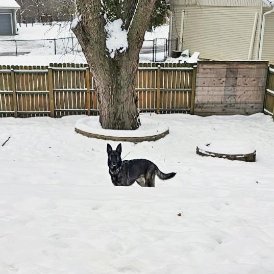 Enlarge Denali, a Adoptable German Shepherd Dog in Van Horne, IA image 4/6