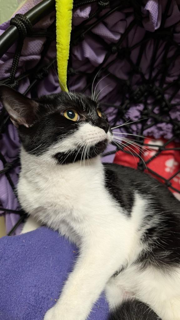 Gala, Adoptable, Young Female Domestic Short Hair.